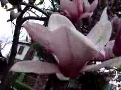 how to fertilize dogwood trees