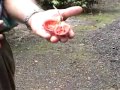Laguna Lagarto Lodge, Costa Rica - Video Guide ...
