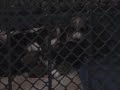 Basset Hound Puppies 4 Weeks Old