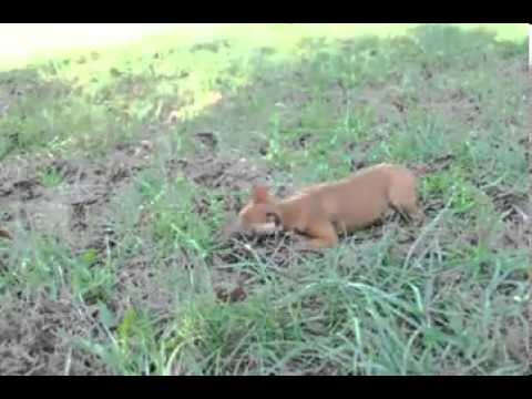 Penny Video Miniature Pinscher shipping included