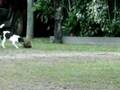 SImba`s playing with coconut