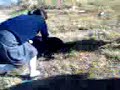 el nahual ataca al cobat 10 de apizaco