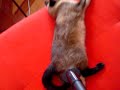 Kiki, the clean cat!