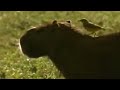 Animal partnerships - David Attenborough - BBC wildlife