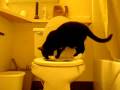 videos de Percy Reprises a Pee