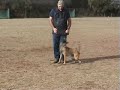 Kora Malinois Obediencia Obedience