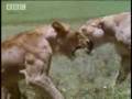 videos de True Warriors - The Courageous Panthera Leo