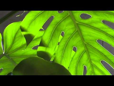 how to isolate chlorophyll b