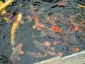 Psycho Koi Fish