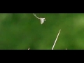 a type of mosquito with flappy wings dancing