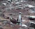 Blue Footed Boobies Courting Dance Blue Footed Boobies Courting Dance