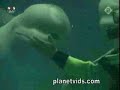 dolphin smoke rings