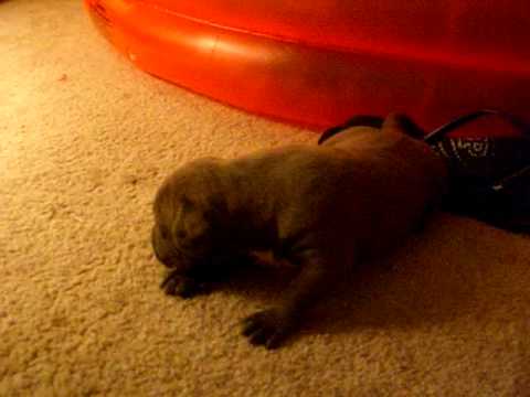 Pitbull Puppy