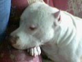 Pit Bull BPC