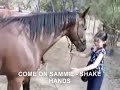 1st natural horsemanship diary 23march 2007