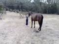1ST NATURAL HORSEMANSHIP DIARY 23MARCH 2007