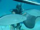 Meredith feeding stingrays like a pro