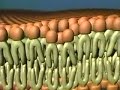 bio1