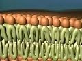 Fluid Mosaic Model
