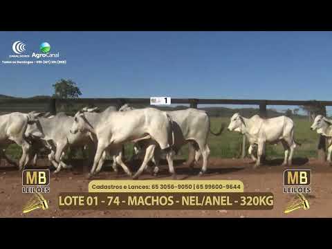 552� LEIL�O VIRTUAL MB LEIL�ES