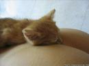 Super Funny Cats 2