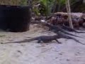 wants see more bIAWAK??