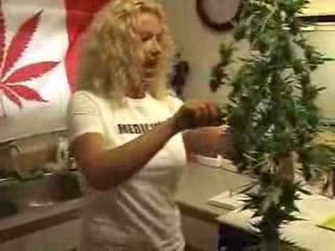 Constitutional Cannabis