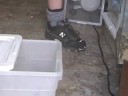 Mojave rattlesnakes born at KRZ Mojave rattlesnakes born at KRZ