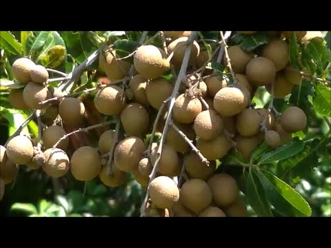 The Longan Fruit Tree - Lychee Close Relative - Growing and Eating it