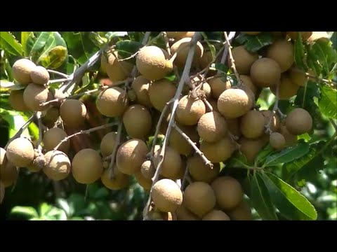 how to fertilize longan tree