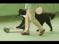 Newfoundland dogs, dance, carting and skateboading