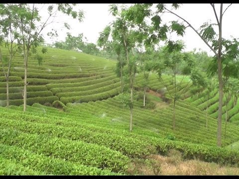 Đẩy mạnh xuất khẩu chè Thái Nguyên ra thị trường thế giới