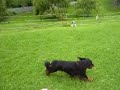 Cavalier King Charles Spaniel - Clayton