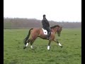 Dressage Horse. Cabochon kwpn. zeolit Kwpn.