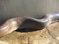videos de Big Snake ( Koba)