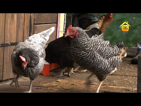 Как сделать зимний курятник своими руками чертежи фото 471
