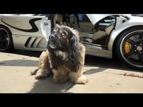 hotel - SUBSCRIBE: http://bit.ly/Oc61Hj LIKE LA and Hollywood's top stars, these posh dogs live the high life at a top pet hotel in Hollywood which collects them in ...