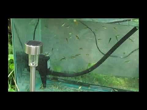 how to take care of goldfish eggs