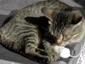 Amor animal
