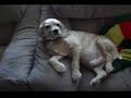 Very Sleepy Dog Very Sleepy Dog