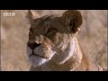 Lions vs antelope - BBC wildlife