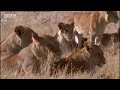 Lions vs antelope - BBC wildlife Lions vs antelope - BBC wildlife