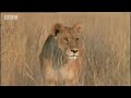 Lions vs antelope - BBC wildlife