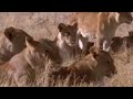 Lions vs antelope - BBC wildlife