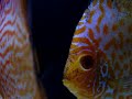 Discus Breading Discus Breading