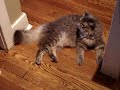 Cranky cat growling