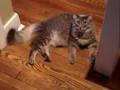 Cranky cat growling