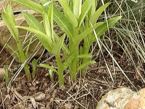 how to plant milkweed