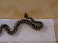 Europäische Hornotter ( Vipera ammodytes ammodytes )