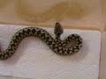 Europäische Hornotter ( Vipera ammodytes ammodytes )